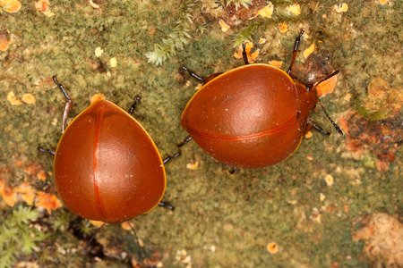 Tenebrionid beetles eat mushrooms