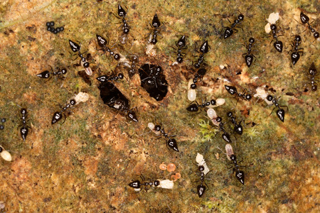 The caring ants regularly ventilate their larvaeの写真素材