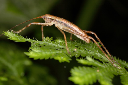Grasshopper resemble stick insect