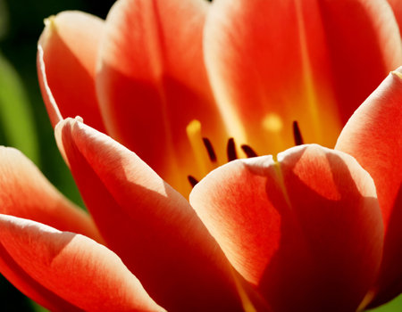 Tulip. A bulbous spring-flowering plant with boldly colored cup-shaped flowers.の素材