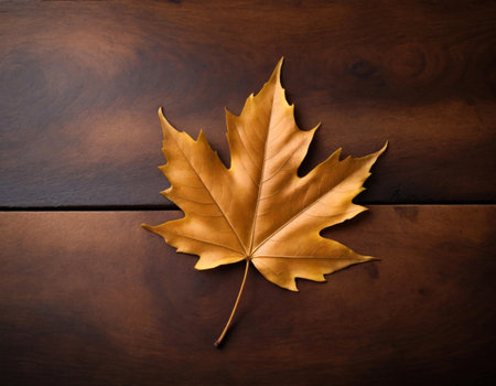 A maple fall leaf resting on a dark tree, showing its vibrant colors against the rich, textured bark. This composition beautifully captures the essence of autumn, creating a striking contrast that is perfect for nature photography, seasonal themes, and artistic representations.の素材