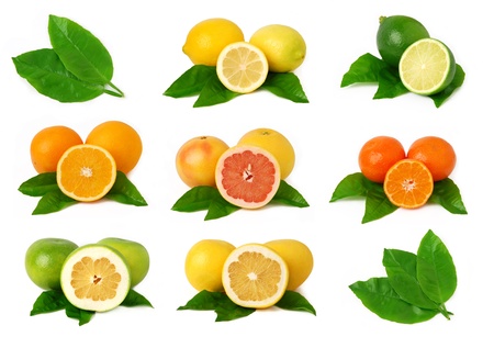 Citrus fruits collectionの写真素材