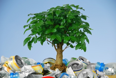 Small tree growing in rubbish の写真素材