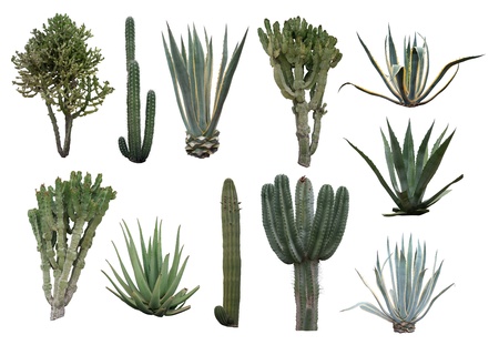 Cactus collection isolated on whiteの写真素材