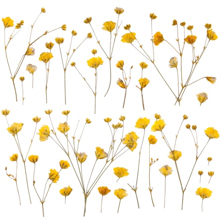 Pressed yellow wildflowers isolated on white background の写真素材