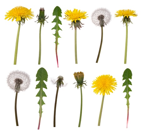 Dandelion flowers and leaves isolated on white background の写真素材