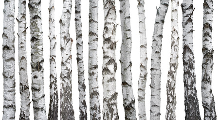 Birch trunks isolated on white backgroundの写真素材