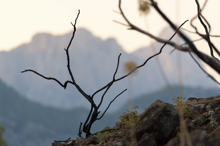 Vegetation on the slopes of the mountains. And the bush branches burned after the fire. Turkey Kemer.の写真素材