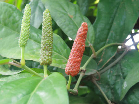 Thai Herbの写真素材