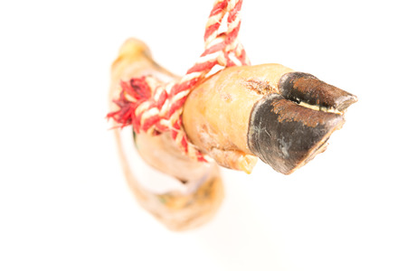 jamon leg top view with white backgroundの写真素材