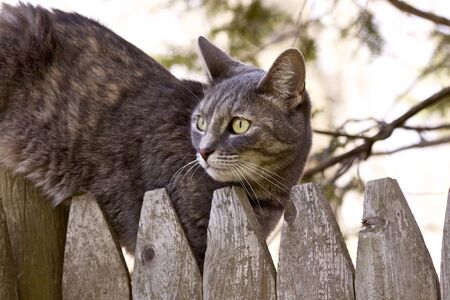 Hunting tabby cat on the fenceの写真素材