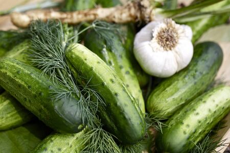Close up fresh cucumbers,garlic,horseradish and dill の写真素材