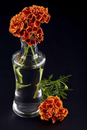 Flowers in a vase,autumn decoration on a black backgroundの写真素材