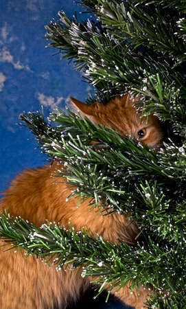 Ginger cat is hiding behind Christmas treeの写真素材