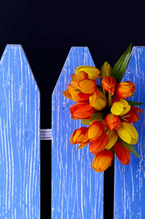 Tulips on decorative blue fence on black backgroundの写真素材