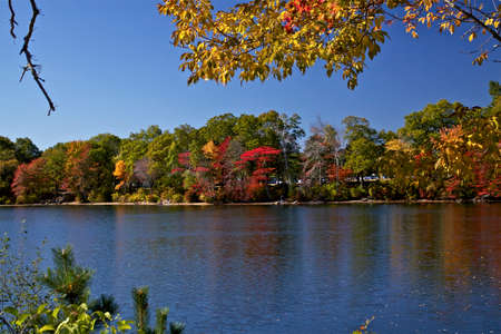 Autumn leavesの写真素材