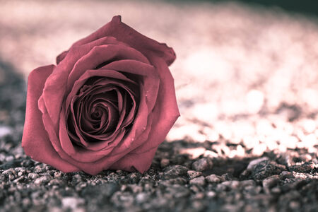 Pink rose,vintageの写真素材