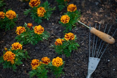Marigold flowers in gardenの写真素材