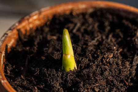 Flower growing in a pot