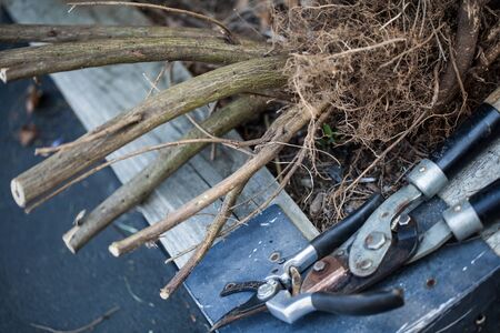 The roots of the old bushesの写真素材