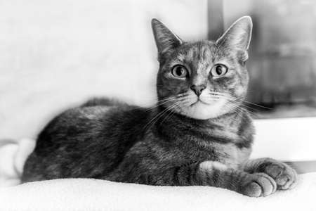 Tabby cat laying and resting.の写真素材