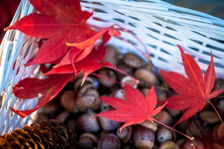 Brown pine cones, acorns and autumn oak leaves in a white basket selective focusの写真素材