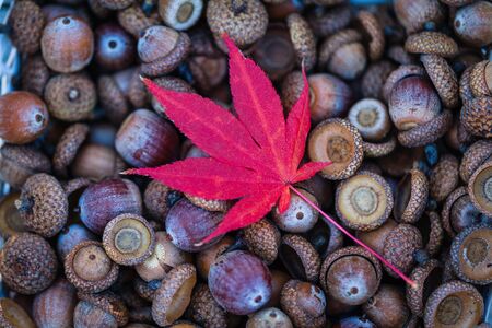 Acorns and autumn oak leaf selective focusの写真素材