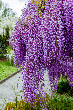 Blooming wisteria in garden, purple colorの写真素材