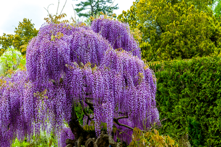 Blooming wisteria in garden, purple colorの写真素材