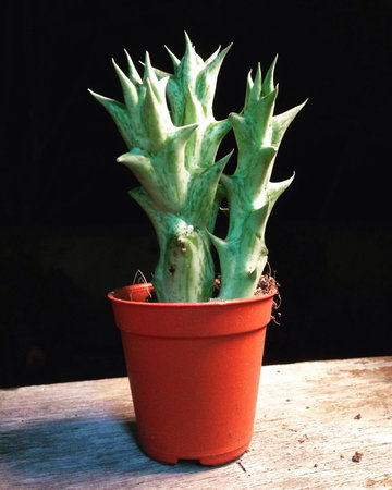 Huernia aspera cactusの素材