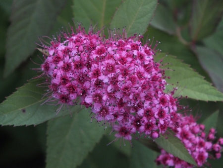 A cluster of small purple flowers