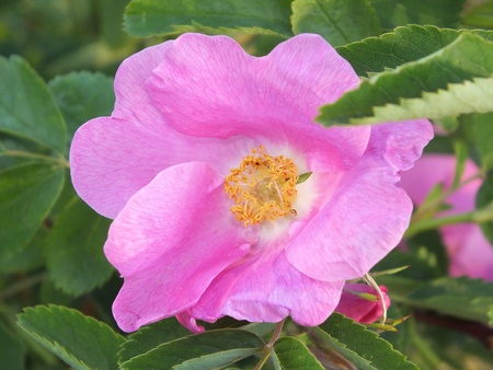 Dogrose in blossom の写真素材