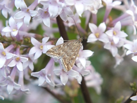 A moth on the lilacの写真素材