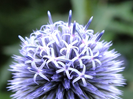 A purple round thistle is starting to bloomの写真素材