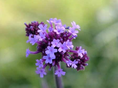 A cluster of light and dark purple flowersの写真素材