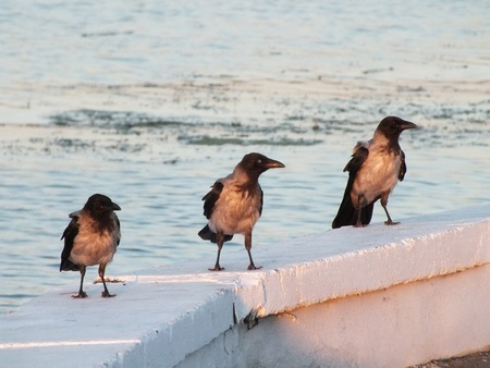 The crows  conferenceの写真素材