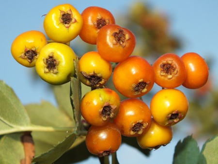 A cluster of fruit of hawthorn
