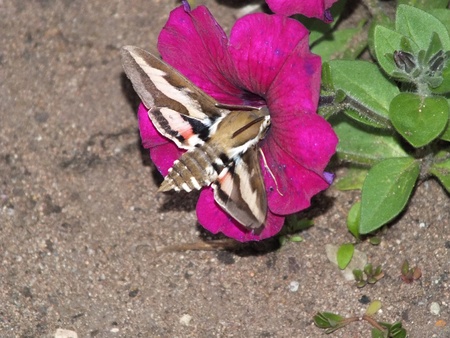 A hawkmoth taking nectar from a petunia bloomの写真素材
