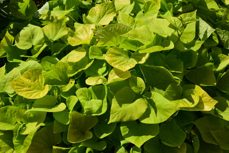 Close up of green leaves of a plant in a vegetable garden.の写真素材