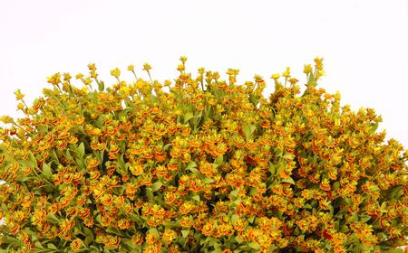 yellow flowers