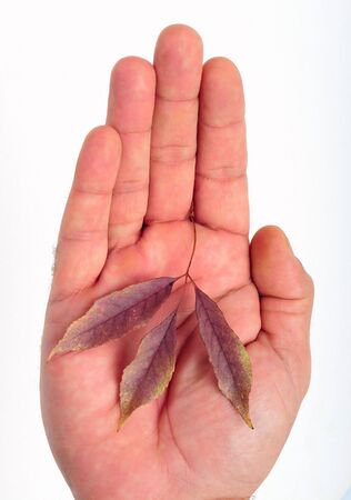 hand with leafの写真素材
