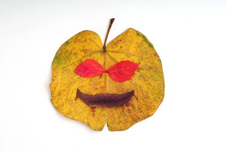 happy leafの写真素材