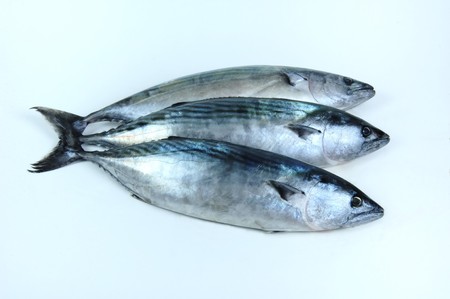 pelamyd fish at the grey           の写真素材