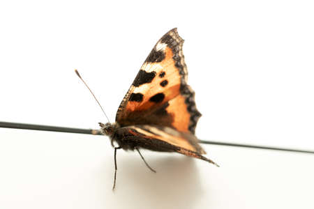 Orange butterfly from side in a window