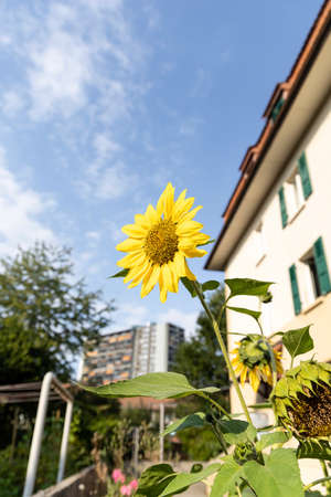 Sunflower in residential area on a sunny dayの写真素材