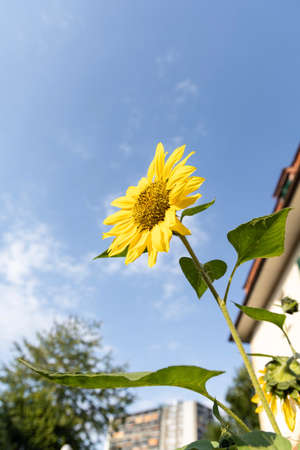 Sunflower pointing to the sun on a sunny dayの写真素材