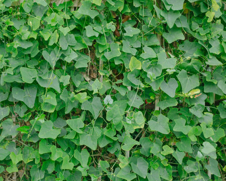 green leaf plants backgroundの写真素材