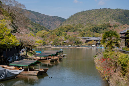 Boats in Katsura River in Arashiyama district with cherry blossom in spring timeの写真素材