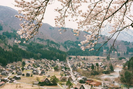 Sakura Cherry blossom branch with Shirakawago village background in spring seasonのeditorial素材