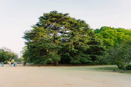Shinjuku Gyoen National Garden. Tokyo. Japanの写真素材